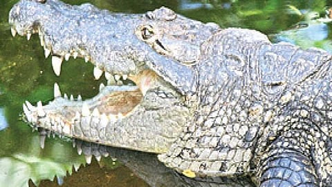 ಸಾಂದರ್ಭಿಕ ಚಿತ್ರ