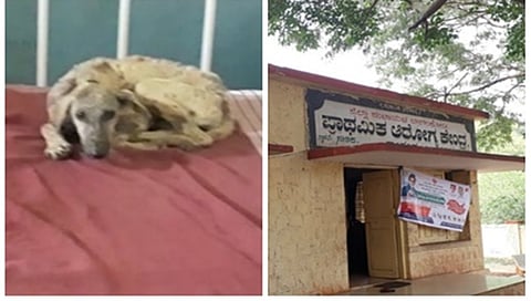 ಸರ್ಕಾರಿ ಆಸ್ಪತ್ರೆ ಬೆಡ್ ಮೇಲೆ ಬೀದಿ ನಾಯಿಗಳ ಶಯನ
