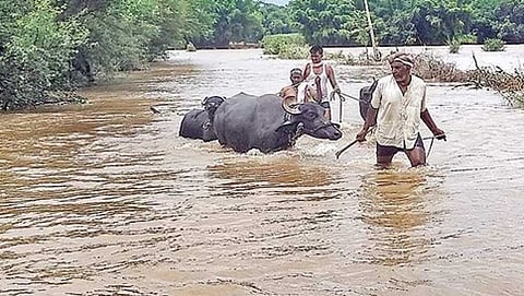 ಅಥಣಿಯಲ್ಲಿ ಕೃಷ್ಣಾ ನದಿ ನೀರು ಉಕ್ಕಿ ಹರಿಯುತ್ತಿರುವುದರ ಮಧ್ಯೆ ರೈತರೊಬ್ಬರು ಜಾನುವಾರನ್ನು ಕರೆದೊಯ್ಯುತ್ತಿರುವುದು