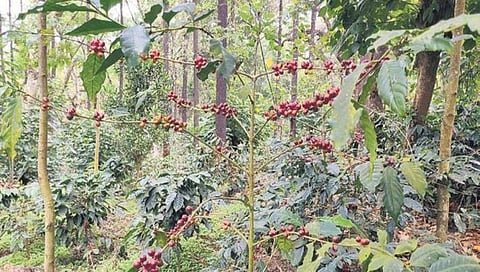 ಕಾಫಿತೋಟದಲ್ಲಿ ಕಾಡುಕೋಣ! ಚಿಕ್ಕಮಗಳೂರು ಎಸ್ಟೇಟ್ ಗಳಲ್ಲಿ 'ವೈಲ್ಡ್ ಲೈಫ್ ಕಾಫಿ'' ಹವಾ