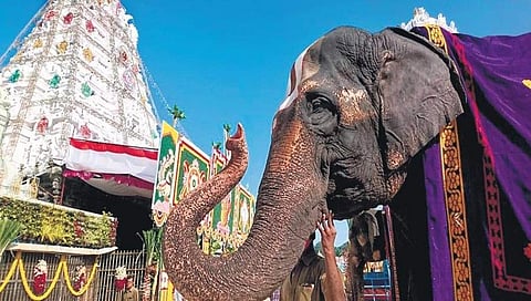 ತಿರುಮಲದ ಶ್ರೀದೇವಿ ದೇವಸ್ಥಾನದ ಎದುರು ಅಲಂಕೃತ ಆನೆ ನಿಂತಿರುವುದು