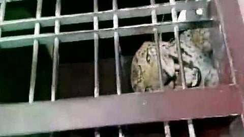 ಚಿರತೆ ಸೆರೆ