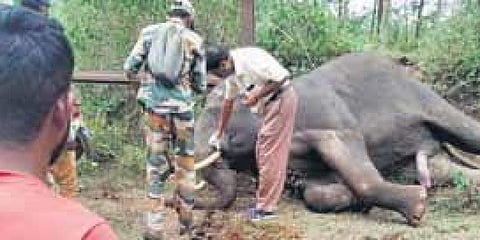 ಆನೆ ಮೃತಪಟ್ಟ ಸ್ಥಳದಲ್ಲಿರುವ ಅರಣ್ಯಾಧಿಕಾರಿಗಳು
