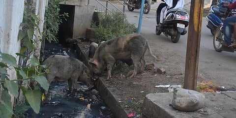 ಎಲೂರಿನಲ್ಲಿ  ಹಂದಿಗಳು