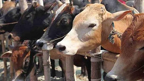 ಗೋಮೂತ್ರ, ಹಸುವಿನ ಸಗಣಿಯಿಂದ ಕೊರೋನಾ ವೈರಸ್ ಗುಣಪಡಿಸಬಹುದು: ಅಸ್ಸಾಂ ಬಿಜೆಪಿ ಶಾಸಕಿ 