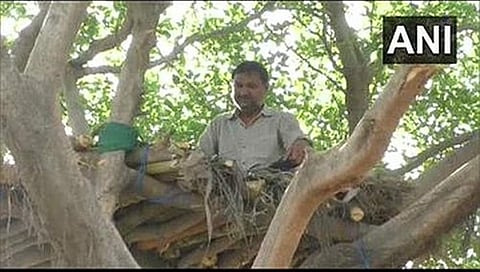 ಮರದ ಮೇಲಿನ ಮನೆಯಲ್ಲಿ ವಕೀಲ