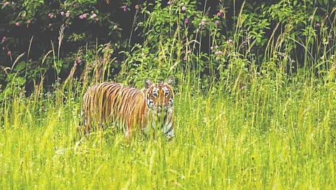 ಬಂಡೀಪುರ ಹುಲಿ ಮೀಸಲು ಅರಣ್ಯ