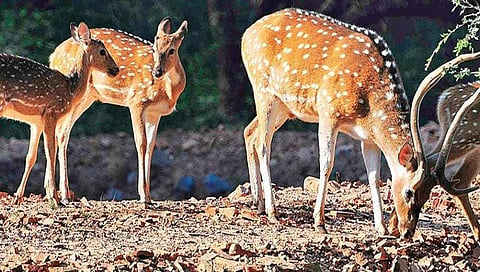 ಸಾಂಬಾರ ಜಿಂಕೆ