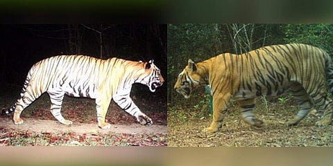 ಕರ್ನಾಟಕಕ್ಕೆ ಆಗಮಿಸಿದ ಹುಲಿ