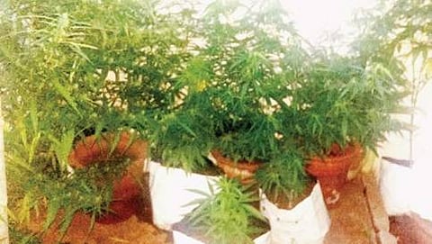 ಗಾಂಜಾ ಗಿಡಗಳು (ಸಾಂದರ್ಭಿಕ ಚಿತ್ರ)