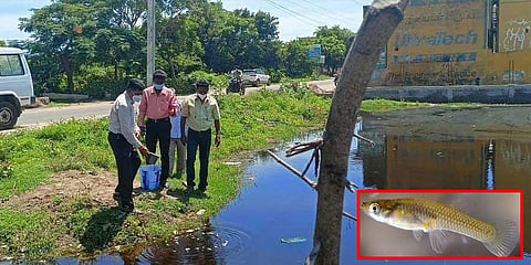 ಲಾರ್ವಾ ತಿನ್ನುವ ಸೊಳ್ಳೆ ಮೀನು ಗ್ಯಾಂಬೂಸಿಯಾ