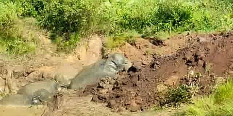 ಕೆಸರು ಗುಂಡಿಯಲ್ಲಿ ಆನೆಗಳು
