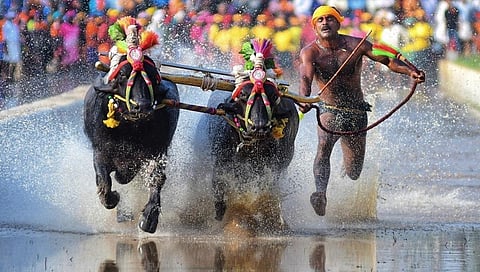 ಕೊರೋನಾ ವೈರಸ್ ಪರಿಣಾಮ ಈ ಬಾರಿ ರಾಜ್ಯದಲ್ಲಿ ಕಂಬಳ ವಿಳಂಬವಾಗಿ ಆರಂಭಗೊಂಡರೂ ಯಶಸ್ವಿಯಾಗಿ ಮುಕ್ತಾಯಗೊಂಡಿದೆ.