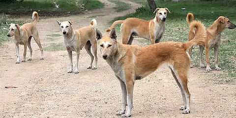 ಸಂಗ್ರಹ ಚಿತ್ರ