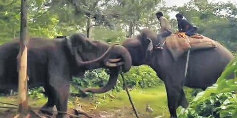 ಆನೆ ಕಾರ್ಯಾಚರಣೆ