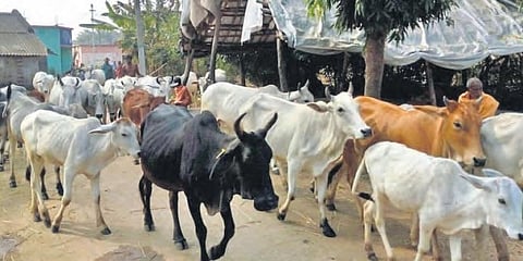 ಸಂಗ್ರಹ ಚಿತ್ರ