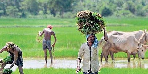 ಕೃಷಿ (ಸಾಂಕೇತಿಕ ಚಿತ್ರ)