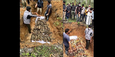 ಹತ್ಯೆಗೀಡಾದ ಮಂಗಗಳು