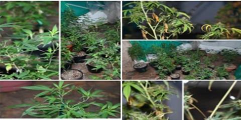 ಅಪಾರ ಪ್ರಮಾಣದ ಗಾಂಜಾ ವಶದ ಚಿತ್ರ