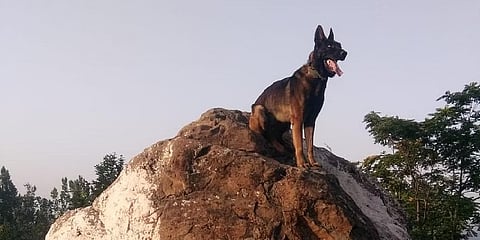 ಭಾರತೀಯ ಸೇನೆಯ ಶ್ವಾನ ಜೂಮ್