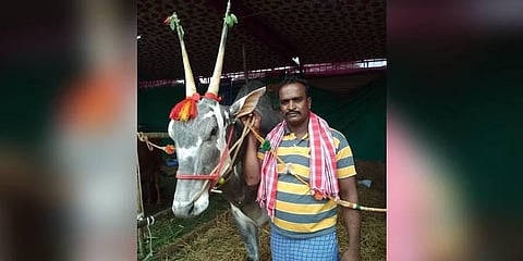 ಇದು ಹಳ್ಳಿಕಾರ್ ತಳಿ ಹೋರಿ 'ಕೃಷ್ಣ'ನ ಶಕ್ತಿ: ಮಳವಳ್ಳಿ ತಾಲ್ಲೂಕಿನ ರೈತ ಬೋರೇಗೌಡ ರ ಹೋರಿಯ ಕರಾಮತ್ತು ನೋಡಿ...