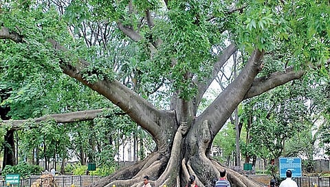 ಸಂಗ್ರಹ ಚಿತ್ರ