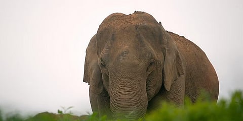 ಸಂಗ್ರಹ ಚಿತ್ರ