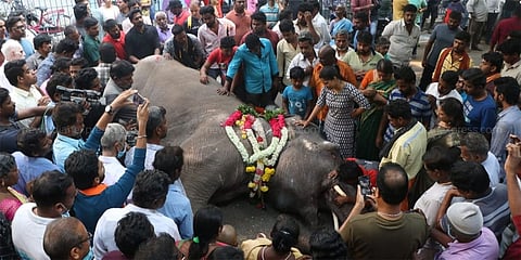 ಮನಕುಲ ವಿನಾಯಕ ದೇಗುಲದ ಲಕ್ಷ್ಮೀ ಆನೆ ಸಾವು