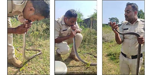 ಹಾವಿಗೆ ಬಾಯಿಂದ ಕೃತಕ ಉಸಿರಾಟ ನೀಡಿ ಜೀವದಾನ