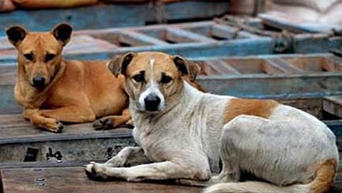 ಸಾಂದರ್ಭಿಕ ಚಿತ್ರ
