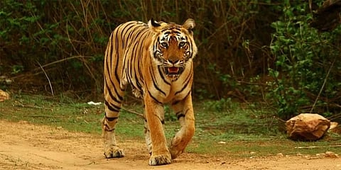 ಹುಲಿ (ಸಾಂದರ್ಭಿಕ ಚಿತ್ರ)