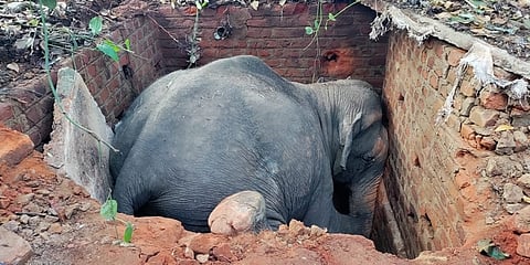 ಶೌಚಗುಂಡಿಗೆ ಬಿದ್ದ ಕಾಡಾನೆ ಸಾವು