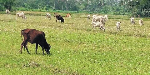 ಸಂಗ್ರಹ ಚಿತ್ರ