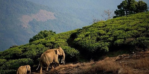 ಸಾಂದರ್ಭಿಕ ಚಿತ್ರ