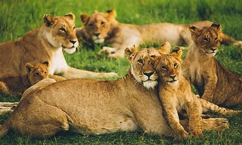 Eight lion cubs die of suspected Babesia infection: State forest minister