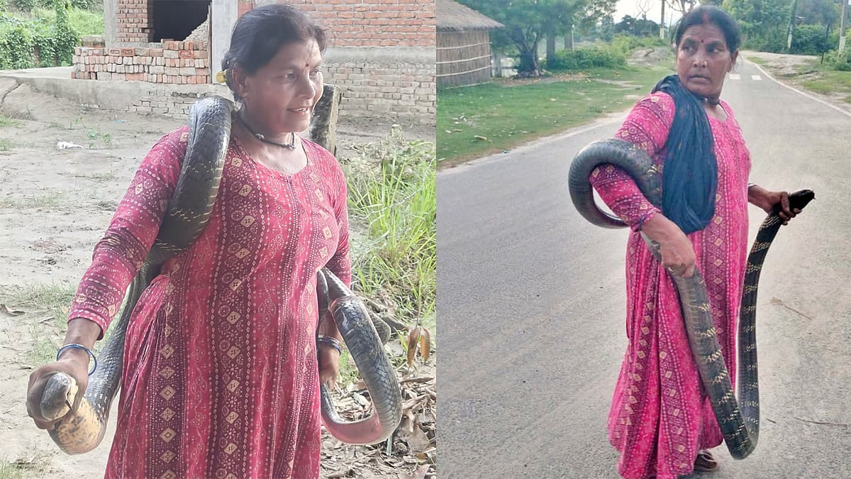 ಫೋಟೋಗೆ ಪೋಸ್ ಕೊಡುತ್ತಿದ್ದಾಗಲೇ ಬಿಹಾರದ ಸ್ನೇಕ್ ಲೇಡಿಗೆ ಕಚ್ಚಿದ king cobra, 51ನೇ ಬಾರಿ ಕಡಿತ! Video