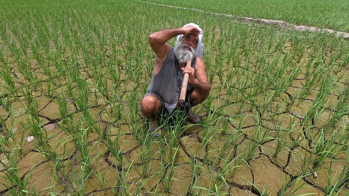 ಮತ್ತೆ ಕೈಕೊಟ್ಟ ಮುಂಗಾರು: ಜೂನ್‌ನಿಂದ ಜುಲೈ 22ರವರೆಗೆ 19% ಮಳೆ ಕೊರತೆ; ರೈತರಿಗೆ ಹೆಚ್ಚಿದ ಆತಂಕ, ಆದರೆ..
