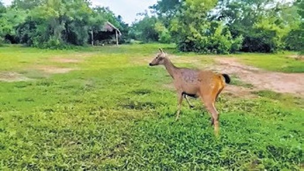 ಎಂಎಂ ಹಿಲ್ಸ್ ವನ್ಯಜೀವಿ ಅಭಯಾರಣ್ಯದಲ್ಲಿ ಜಿಂಕೆ ಬೇಟೆ; ಬೇಟೆಗಾರರು ಪರಾರಿ
