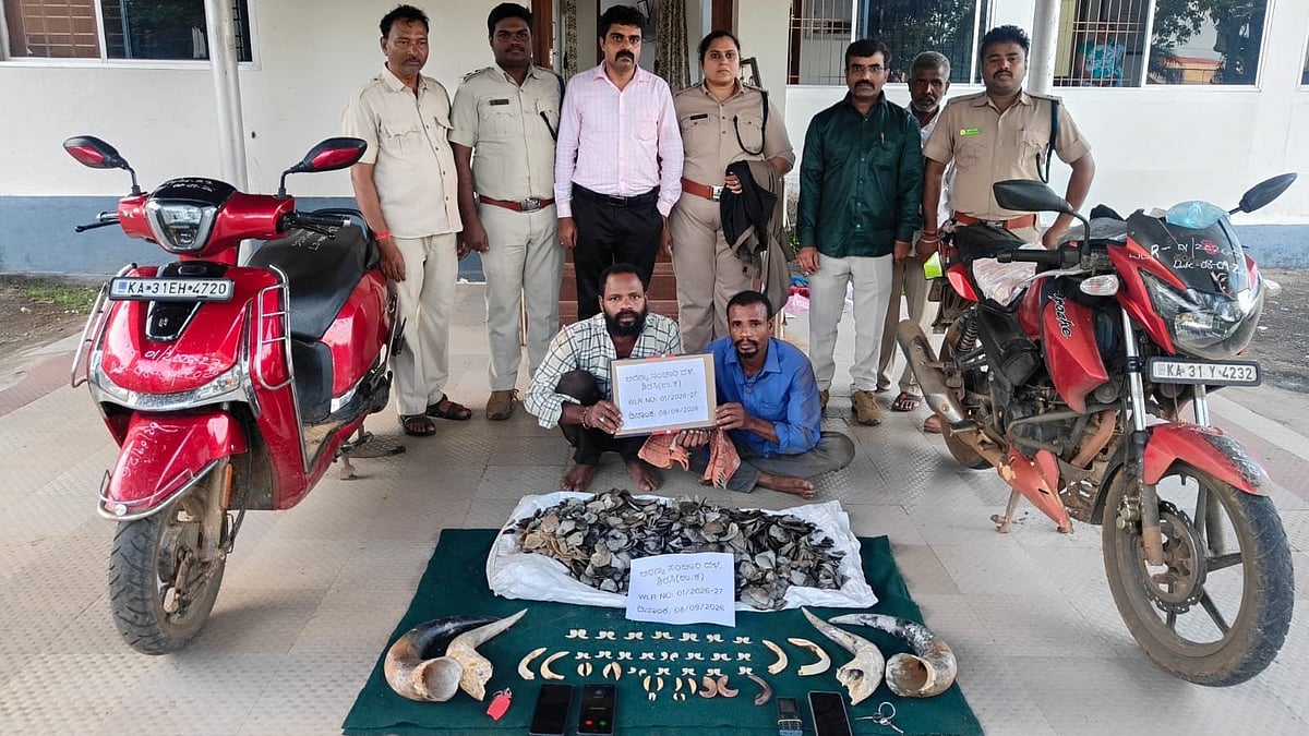 ಯಲ್ಲಾಪುರದಲ್ಲಿ ಅರಣ್ಯ ಇಲಾಖೆ ಭರ್ಜರಿ ಕಾರ್ಯಾಚರಣೆ: ಭಾರೀ ಪ್ರಮಾಣದ ವನ್ಯಜೀವಿ ವಸ್ತುಗಳ ವಶ, ಇಬ್ಬರ ಬಂಧನ! Video