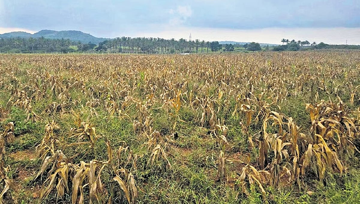 ಹಾಸನದಲ್ಲಿ ಬರದ ರುದ್ರ ನರ್ತನ: ಒಣಗಿ ನಿಂತ ಜೋಳ; ಬತ್ತಿದ ಕೆರೆ, ಜನ- ಜಾನುವಾರುಗಳಿಗೆ ನೀರಿನ ಸಂಕಷ್ಟ!