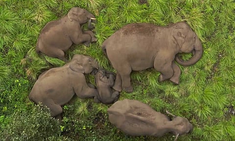Elephants 