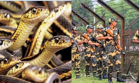 பாம்புகளின் உதவியை நாடும் எல்லைப் பாதுகாப்பு படை.. இப்படியும் கூட ஊடுருவல்காரர்களை தடுக்கலாமா?
