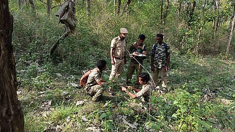முதுமலையில் பருவமழைக்கு முந்தைய வனவிலங்கு கணக்கெடுப்பு தொடக்கம்