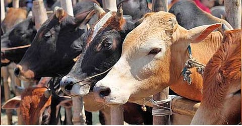 மேற்கு வங்கத்தில் அமலுக்கு வந்தது பசுவதை தடுப்பு சட்டம் - பாஜக அதிரடி