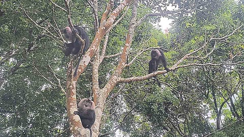 மேகமலை அருவியில் அபூர்வ சிங்கவால் குரங்கு - சுற்றுலா பயணிகள் வியப்பு