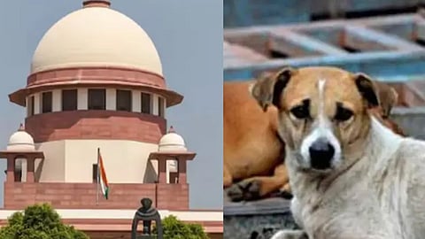 விமான நிலையங்களில்கூட நாய்கள் கடிக்கும் நிலைமை - உச்சநீதிமன்றம் கருத்து