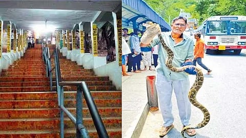 திருப்பதி நடைபாதையில் மலைப்பாம்பு - பக்தர்கள் பீதி
