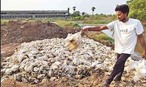 ஆந்திராவில் வெப்ப அலை காரணமாக 4 நாட்களில் 18 லட்சம் கோழிகள் சாவு! 