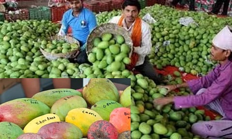 Uttarpradesh's famous malihabadi dasheri mangoes will soon come to market