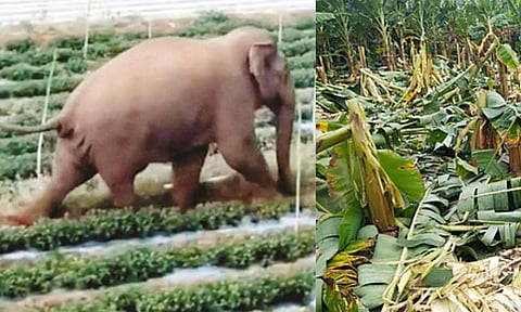 ஈரோடு: தாளவாடி அருகே தொடரும் காட்டு யானை அட்டகாசம் – விளைநிலங்கள், முள்வேலிகள் சேதமடைந்ததால் விவசாயிகள் கவலை!
